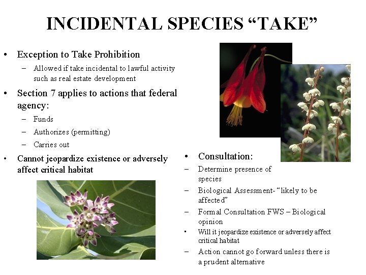 INCIDENTAL SPECIES “TAKE” • Exception to Take Prohibition – Allowed if take incidental to