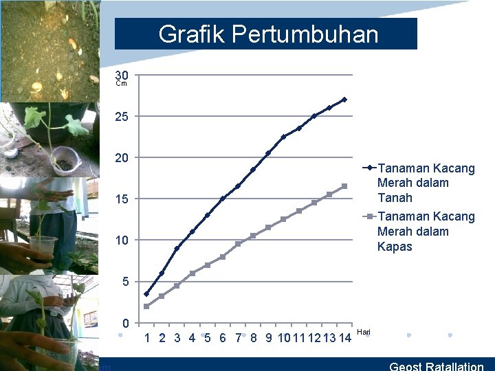 Grafik Pertumbuhan 30 Cm 25 20 15 Tanaman Kacang Merah dalam Tanah 10 Tanaman