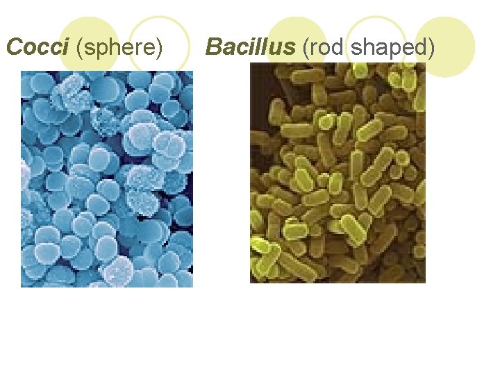 Cocci (sphere) Bacillus (rod shaped) 