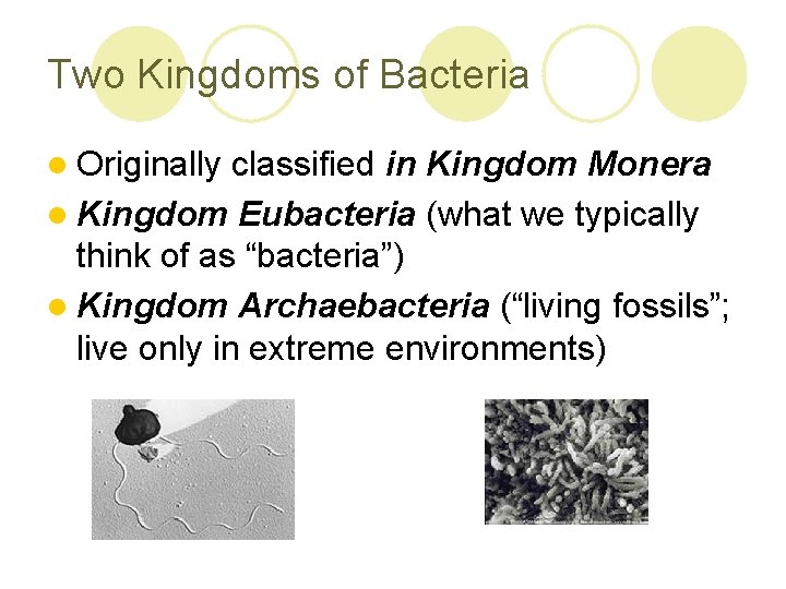 Two Kingdoms of Bacteria l Originally classified in Kingdom Monera l Kingdom Eubacteria (what