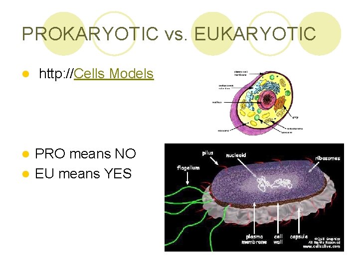 PROKARYOTIC vs. EUKARYOTIC l http: //Cells Models PRO means NO l EU means YES