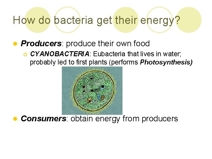 How do bacteria get their energy? l Producers: produce their own food ¡ l