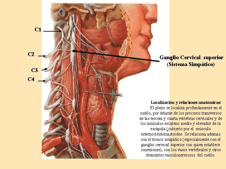 C 1 C 2 C 3 Ganglio Cervical superior (Sistema Simpático) C 4 Localización