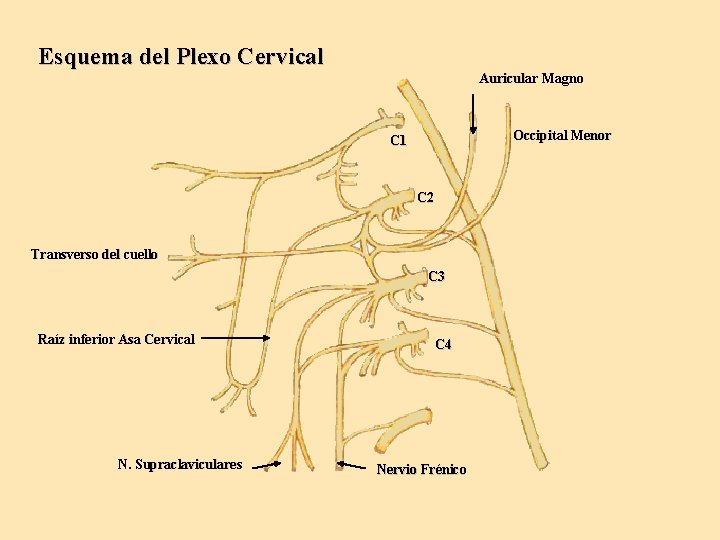 Esquema del Plexo Cervical Auricular Magno Occipital Menor C 1 C 2 Transverso del