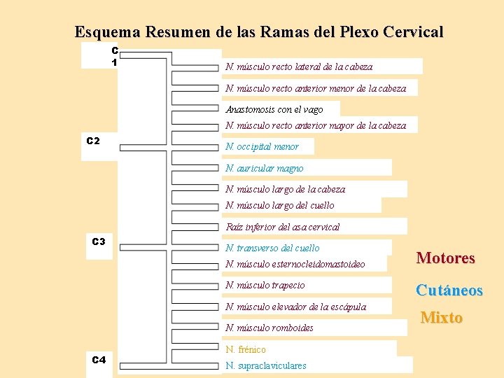 Esquema Resumen de las Ramas del Plexo Cervical C 1 N. músculo recto lateral