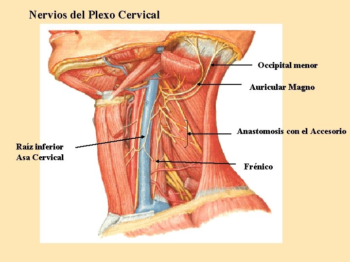 Nervios del Plexo Cervical Occipital menor Auricular Magno Anastomosis con el Accesorio Raíz inferior