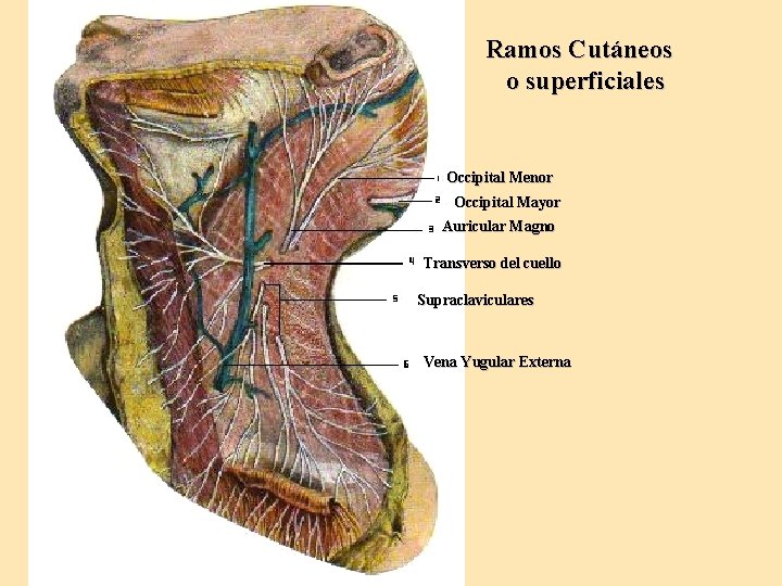Ramos Cutáneos o superficiales Occipital Menor Occipital Mayor Auricular Magno Transverso del cuello Supraclaviculares