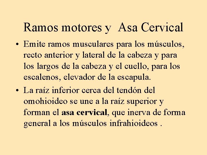 Ramos motores y Asa Cervical • Emite ramos musculares para los músculos, recto anterior