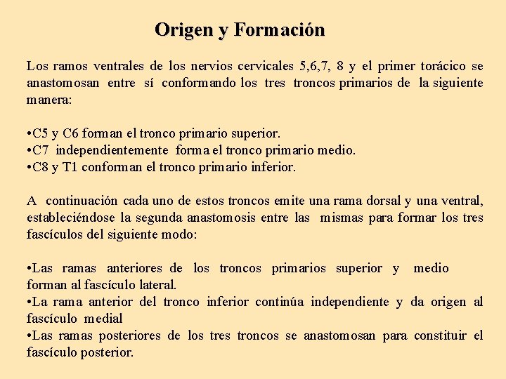 Origen y Formación Los ramos ventrales de los nervios cervicales 5, 6, 7, 8