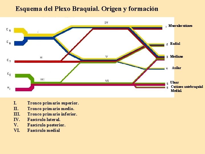 Esquema del Plexo Braquial. Origen y formación Musculocutáneo Radial Mediano Axilar Ulnar Cutáneo antebraquial