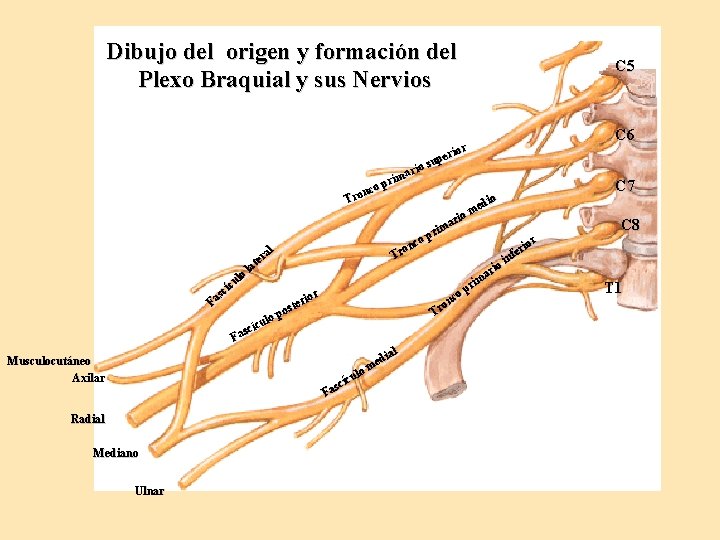 Dibujo del origen y formación del Plexo Braquial y sus Nervios o ul c