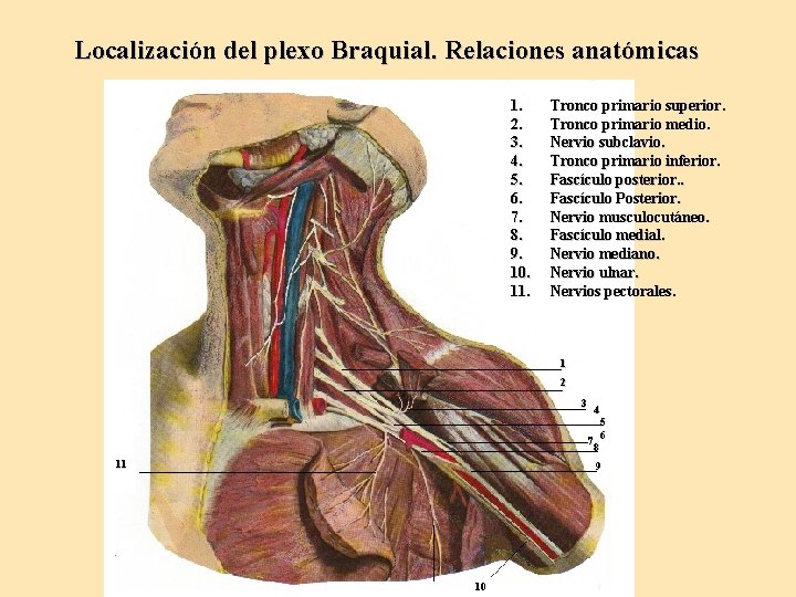 Localización del plexo Braquial. Relaciones anatómicas 1. 2. 3. 4. 5. 6. 7. 8.