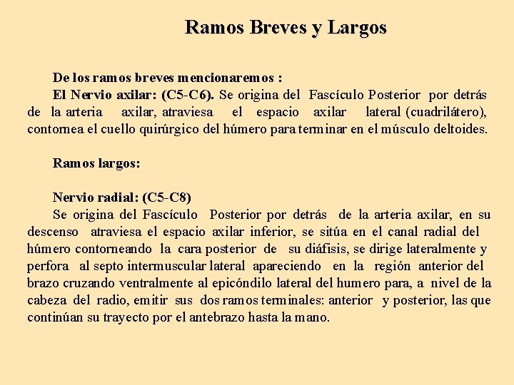 Ramos Breves y Largos De los ramos breves mencionaremos : El Nervio axilar: (C