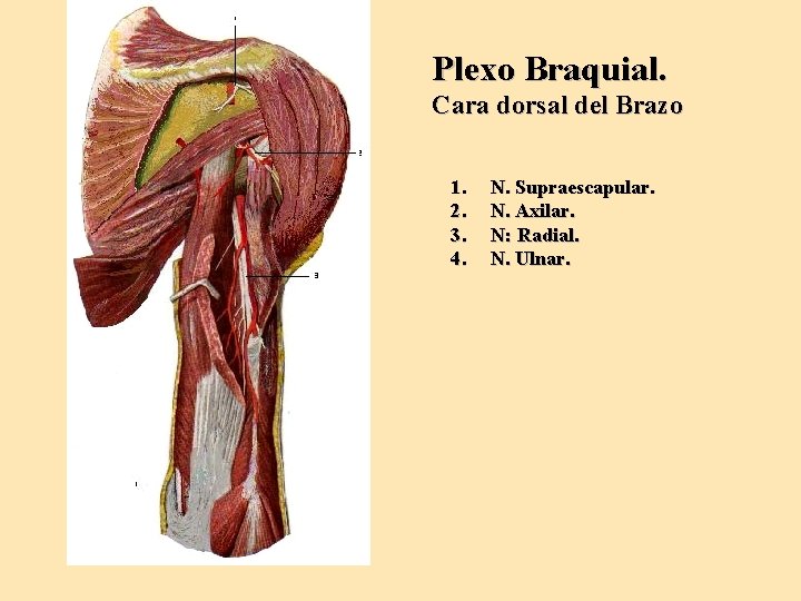 Plexo Braquial. Cara dorsal del Brazo 1. 2. 3. 4. N. Supraescapular. N. Axilar.