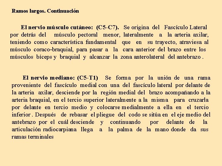 Ramos largos. Continuación El nervio músculo cutáneo: (C 5 -C 7). Se origina del