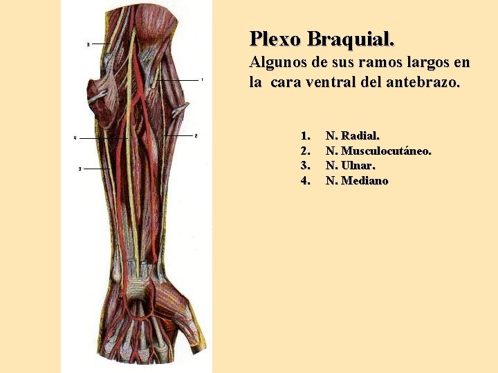 Plexo Braquial. Algunos de sus ramos largos en la cara ventral del antebrazo. 1.