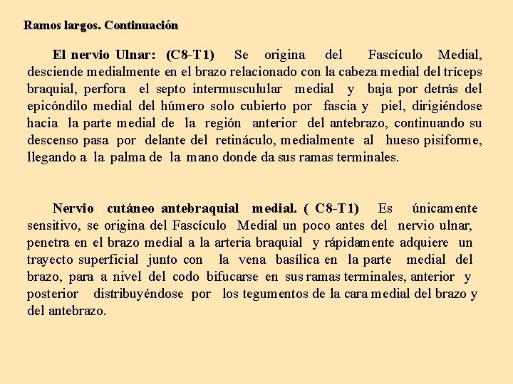 Ramos largos. Continuación El nervio Ulnar: (C 8 -T 1) Se origina del Fascículo