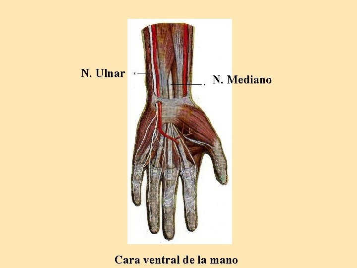 N. Ulnar N. Mediano Cara ventral de la mano 