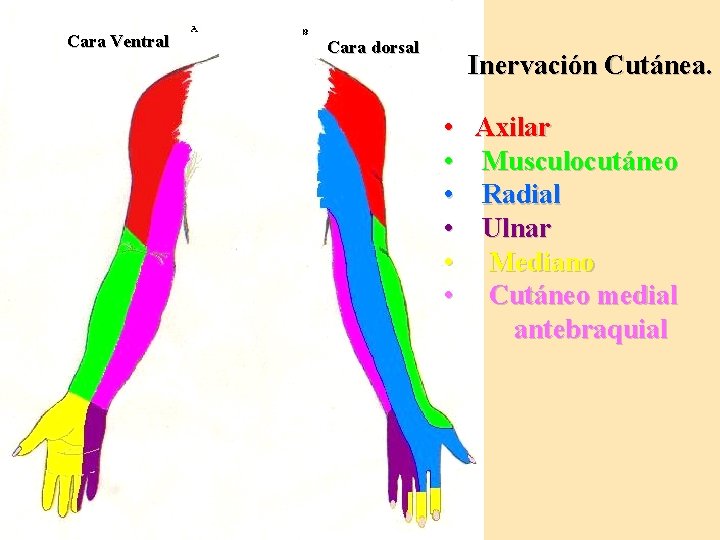 Cara Ventral Cara dorsal Inervación Cutánea. • • • Axilar Musculocutáneo Radial Ulnar Mediano