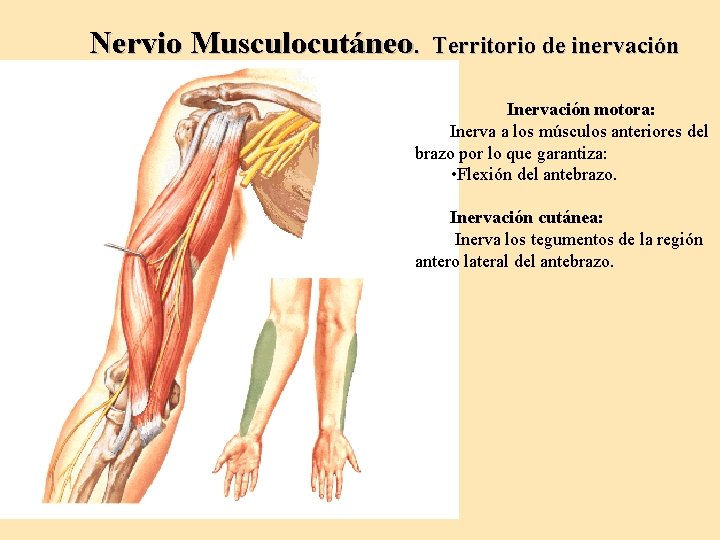Nervio Musculocutáneo. Territorio de inervación Inervación motora: Inerva a los músculos anteriores del brazo
