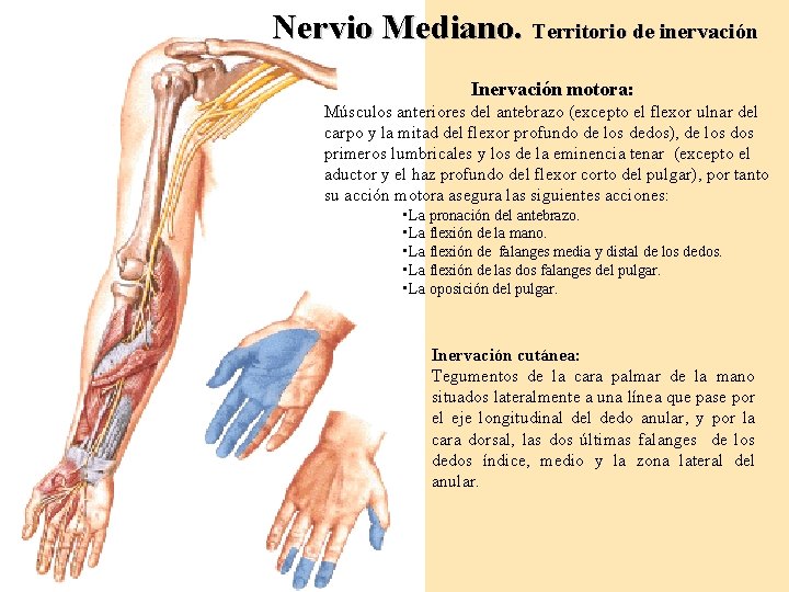 Nervio Mediano. Territorio de inervación Inervación motora: Músculos anteriores del antebrazo (excepto el flexor