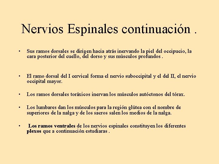 Nervios Espinales continuación. • Sus ramos dorsales se dirigen hacia atrás inervando la piel