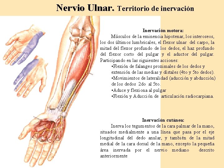 Nervio Ulnar. Territorio de inervación Inervación motora: Músculos de la eminencia hipotenar, los interoseos,