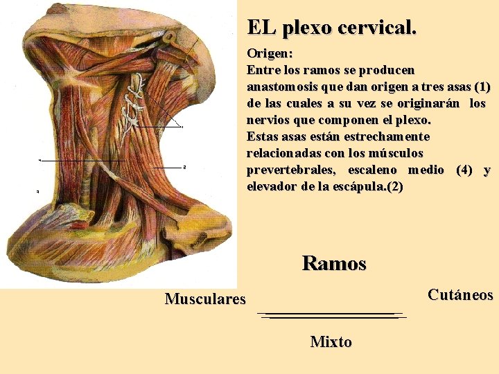 EL plexo cervical. Origen: Entre los ramos se producen anastomosis que dan origen a