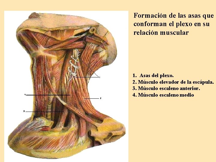 Formación de las asas que conforman el plexo en su relación muscular 1. Asas