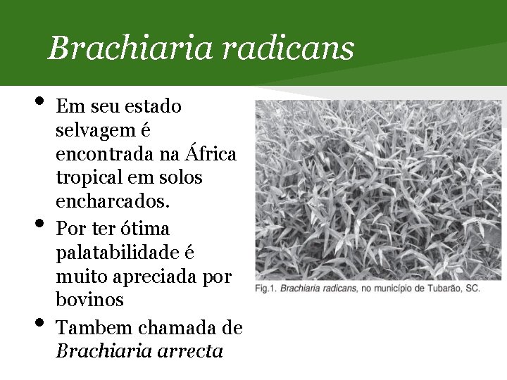 Brachiaria radicans • • • Em seu estado selvagem é encontrada na África tropical