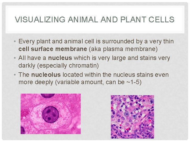 VISUALIZING ANIMAL AND PLANT CELLS • Every plant and animal cell is surrounded by