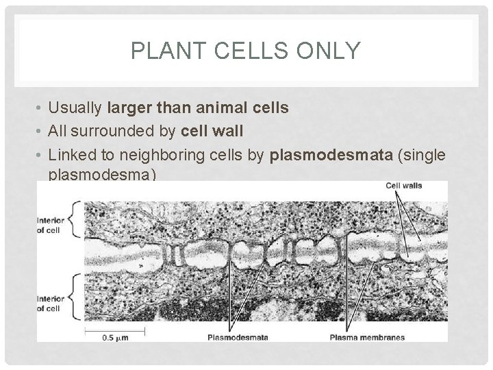 PLANT CELLS ONLY • Usually larger than animal cells • All surrounded by cell