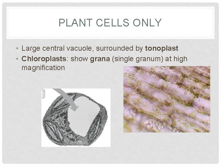PLANT CELLS ONLY • Large central vacuole, surrounded by tonoplast • Chloroplasts: show grana