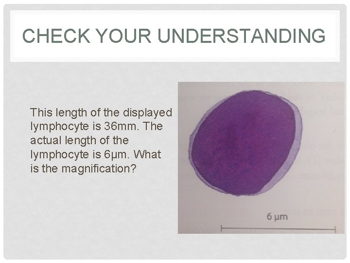 CHECK YOUR UNDERSTANDING This length of the displayed lymphocyte is 36 mm. The actual