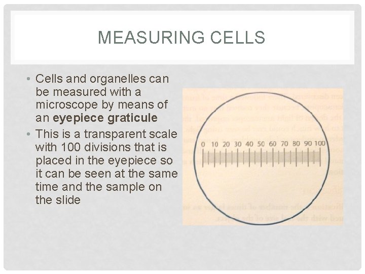 MEASURING CELLS • Cells and organelles can be measured with a microscope by means