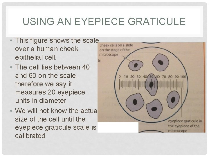 USING AN EYEPIECE GRATICULE • This figure shows the scale over a human cheek