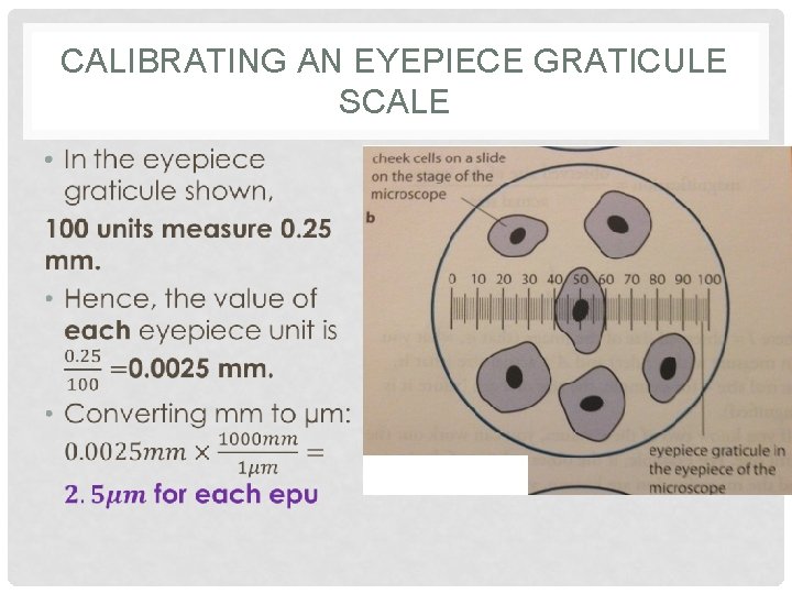 CALIBRATING AN EYEPIECE GRATICULE SCALE • 