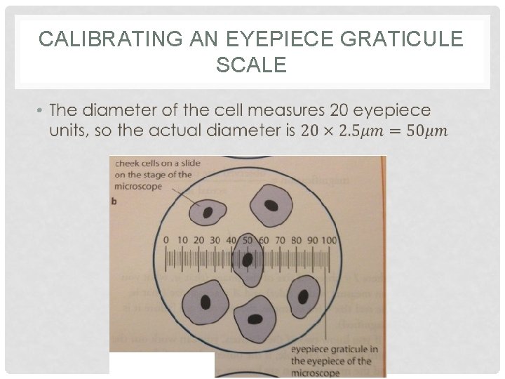 CALIBRATING AN EYEPIECE GRATICULE SCALE • 