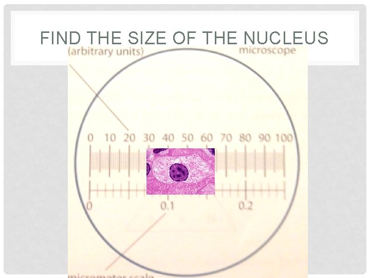 FIND THE SIZE OF THE NUCLEUS 