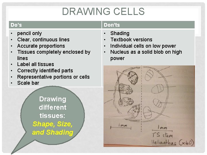 DRAWING CELLS Do’s Don’ts • • • pencil only Clear, continuous lines Accurate proportions