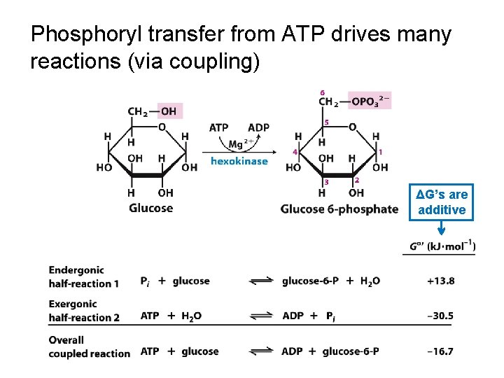 Phosphoryl transfer from ATP drives many reactions (via coupling) ΔG’s are additive 