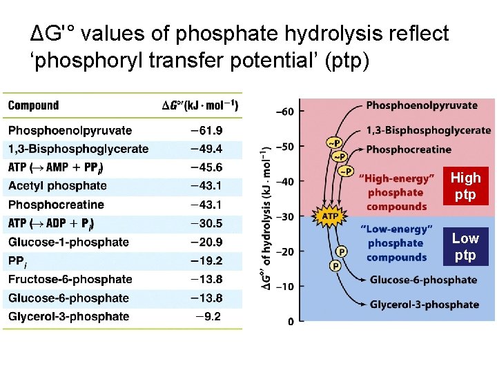 ΔG'° values of phosphate hydrolysis reflect ‘phosphoryl transfer potential’ (ptp) High ptp Low ptp