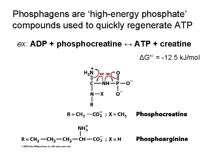 Phosphagens are ‘high-energy phosphate’ compounds used to quickly regenerate ATP ex: ADP + phosphocreatine