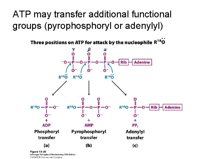 ATP may transfer additional functional groups (pyrophosphoryl or adenylyl) 