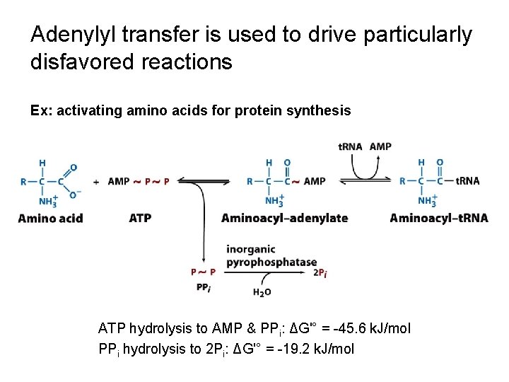 Adenylyl transfer is used to drive particularly disfavored reactions Ex: activating amino acids for