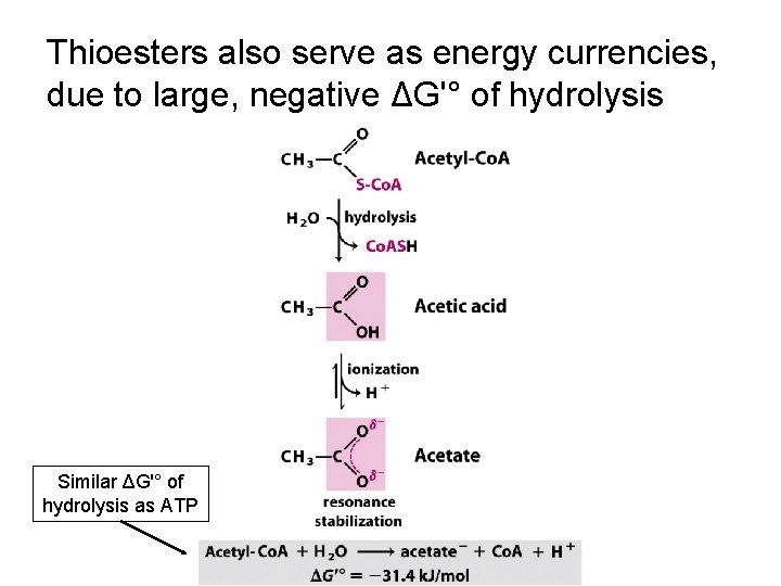 Thioesters also serve as energy currencies, due to large, negative ΔG'° of hydrolysis Similar