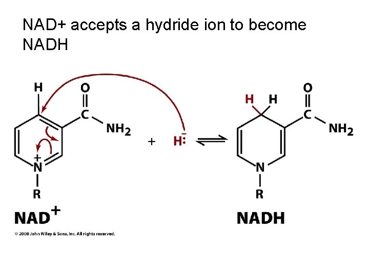 NAD+ accepts a hydride ion to become NADH 