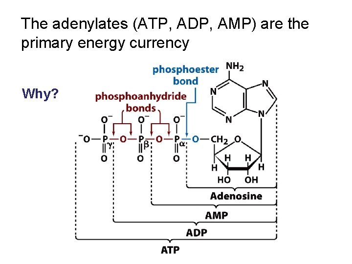 The adenylates (ATP, ADP, AMP) are the primary energy currency Why? 