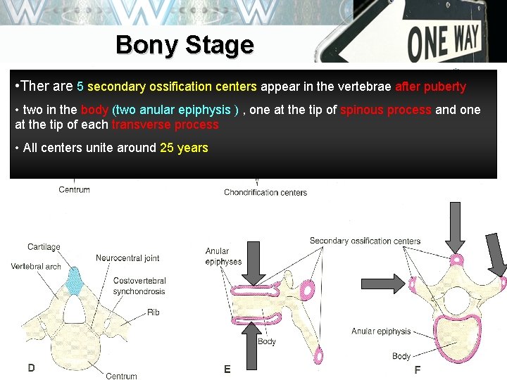 Bony Stage • Ther are 5 secondary ossification centers appear in the vertebrae after