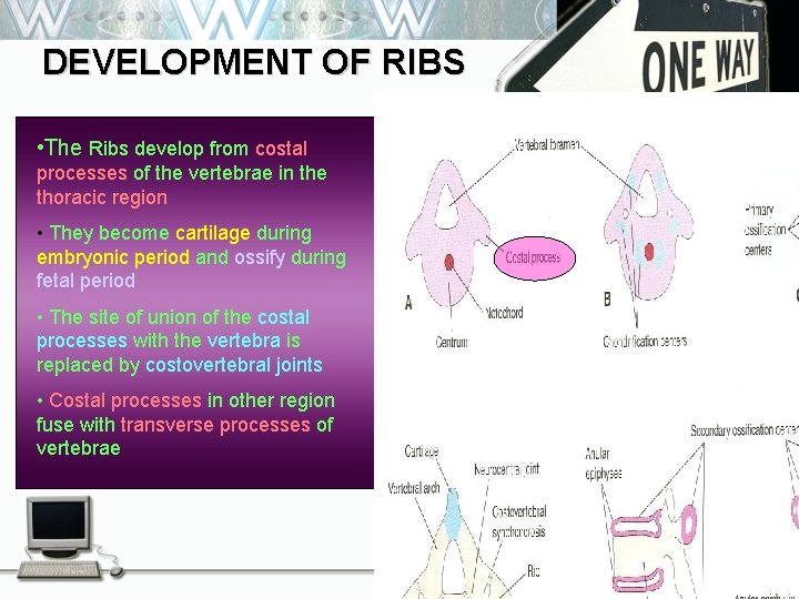 DEVELOPMENT OF RIBS • The Ribs develop from costal processes of the vertebrae in